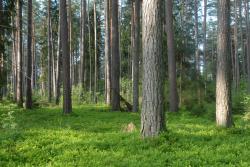 Krajobraz Nadleśnictwa Knyszyn